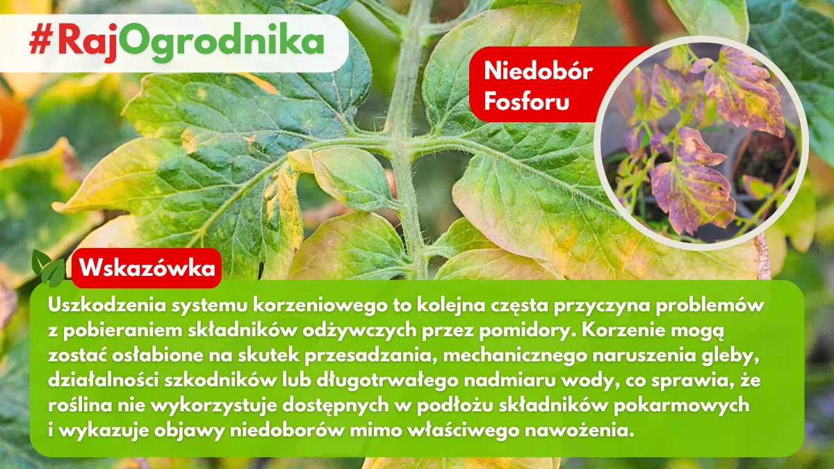 Uszkodzenie systemu korzeniowego pomidora a problem z poberaniem składników odżywczych blog sklep rajogrodnika